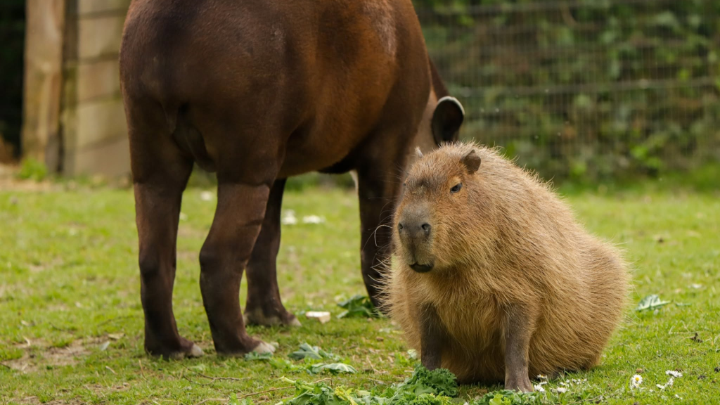 Uma capivara em um gramado, sentada e comendo folhas verdes, enquanto uma anta está de costas ao fundo.